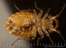 Barkfly (Cerobasis questfacila)  - 2