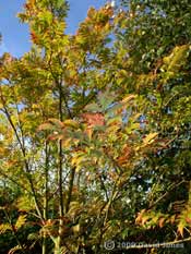 Autumnal leaf colours on our Rowan