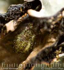 Barkfly nymph (Loensia variegata) feeding under lichen