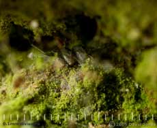 Barkfly eggs (Pseudopsocus rostocki?) under silk on oak log