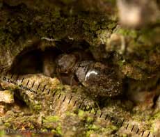 Barkfly (Lepinotus patruelis) on oak log