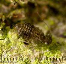Barkfly (Ectopsocus petersi - brachypterous form) on oak log