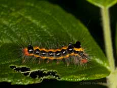 Caterpillar of the Dark Dagger moth (Acronicta tridens) - arching its body when disturbed