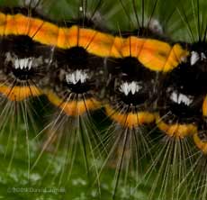 Caterpillar of the Dark Dagger moth (Acronicta tridens) - close-up of side, showing tufts of white hairs