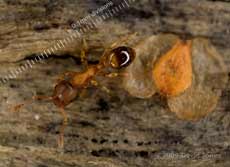 Ant ( Temnothorax nylanderi) on Oak log