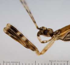 Assassin Bug  (Empicoris vagabundus) - close-up of raptorial legs and rostrum