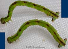 A looper caterpillar, shaken out of Berberis
