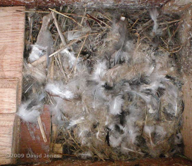 Swift nest in Starling box after six weeks