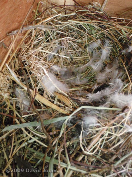 Upper Swift box - nest after six weeks - 1