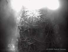 Last year's Starling nest - a first look