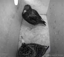 Starlings back in box ready to roost