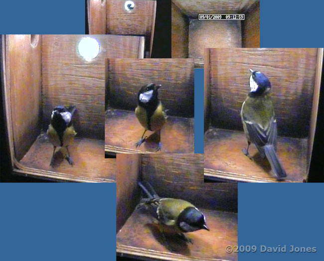 Great Tit female visits nestbox, 9 January