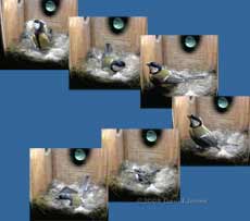 Great Tit courtship feeding sequence at 9.12am - 1