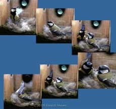 Courtship feeding in the Great Tit box this morning