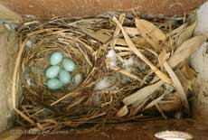 The five Starling eggs this afternoon