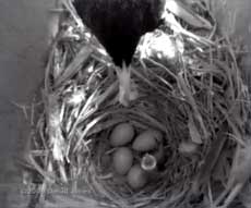 The second Starling chick hatches just after 7am