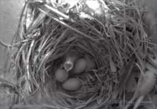 The first two Starling eggs have hatched