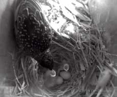 One of the first two Starling chicks is fed