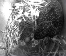 The first four Starling eggs have hatched