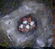 CCTV image at noon, showing five chicks hatched