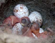 Newly hatched Great Tit chicks