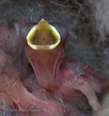 Great Tit chick mouth, showing split upper palette and papillae