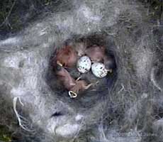 The Great Tit nest with two unhatched eggs this morning