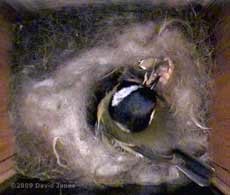 Great Tit female removes body of dead chick