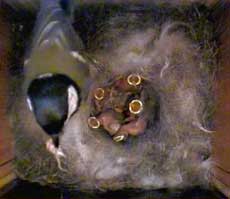 Great Tit female with five surviving chicks