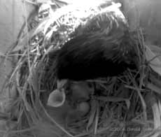 Only one Starling chick survives this morning