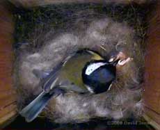 Great Tit female removes another dead chick