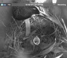 The last surviving Starling chick with female adult