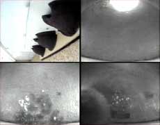Composite cctv image showing Blue Tit in House Martin nest 2