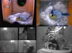 Composite cctv image showing a Starling visiting box L