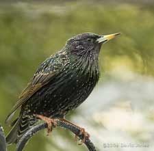 A Starling perched on a feeder support