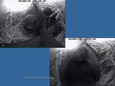 Swift pair in upper Swift nest box
