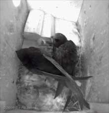 Swifts - shortly before leaving the roost at 7.38am