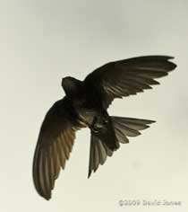 Swifts - 'White-Spot' leaves the box