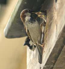 A male House Sparrow feeds its chicks