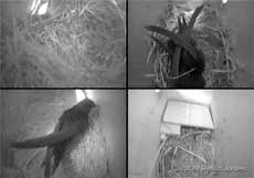 Quad cctv image showing roosting Swifts