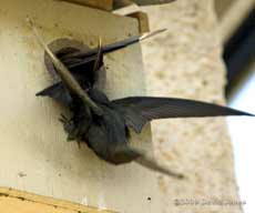 A pair of Swifts arrive at Starling box R