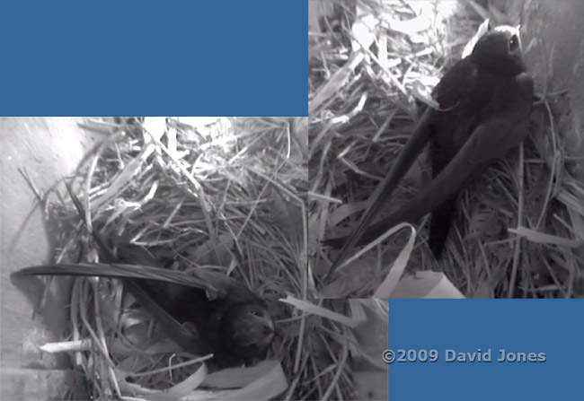 A Swift spends time in Starling box R