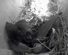 A pair of Swifts in Starling box R
