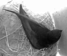 A Swift rests in the lower Swift nest box