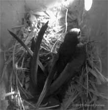 A pair of Swifts settle down for the night