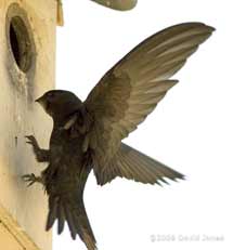 A Swift approaches Starling box R
