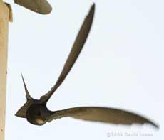 A young Swift swoops away from Starling box R