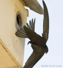 A young Swift flares its tail during approaches to Starling box R
