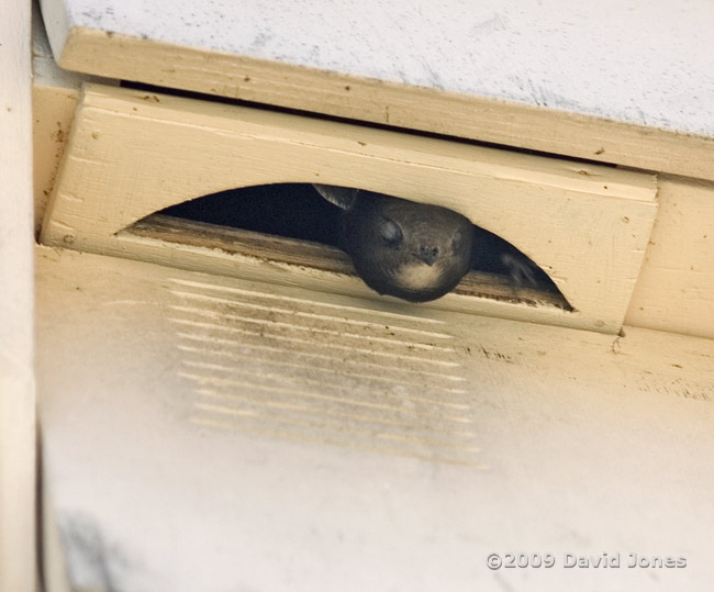 A Swift prepares to leave the upper Swift nest box