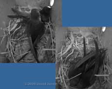 The cctv image of the Swift pair roosting in Starling box R tonight